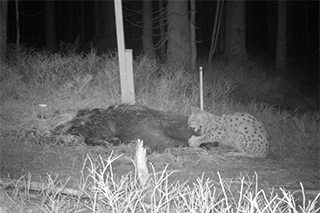 Fotofallenbild eines Luchs ann einem Wildschweinkadaver