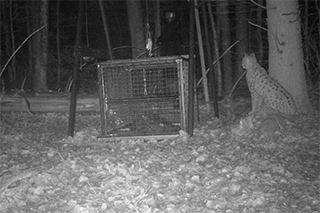 Fotofallenbild: Luch sitz vor einem Schutzkäfig in dem ein Wildschweinkadaver liegt.