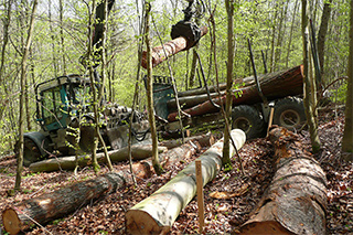 Waldarbeiten zum Anlegen der Biodiversitätsexploratorien