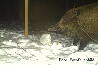 Fotofallenbild eines Wildschweins