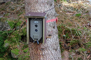 Fotofalle zum Luchs-Monitoring