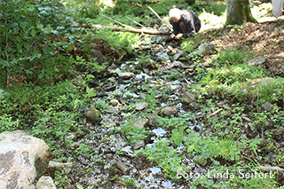 Quellforschung, Sammlung von Wasserorganismen