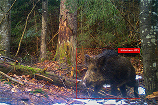 Fotofallenbild eines Wildschweins im Wald. Die KI hat das Wildschwein erkannt und mit einem roten Rahmen markiert.