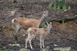 Foto: Gregor Wolf/Nationalpark Bayersicher Wald