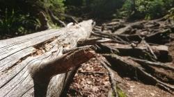 Bizarre Gebilde zieren den Weg hinauf zum Teufelsloch.