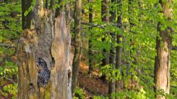 Vom Naturschutz- und Forschungsstützpunkt Neuschönau aus wird unter anderem das Habichtskauz-Monitoring koordiniert. (Foto: Michael Göggelmann ­– Freigabe nur in Verbindung mit dem Veranstaltungshinweis)