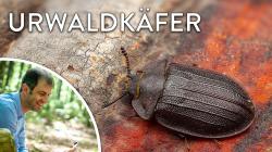 Prof. Jörg Müller erforscht Insekten und ihre Lebensräume. Fotos: Daniela Blöchinger / Lukas Haselberger