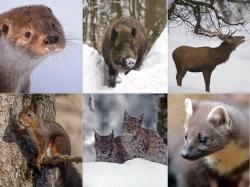 Die Säugetiere, die im Nationalpark leben, werden auf Instagram und Facebook in kurzen Steckbriefen vorgestellt. Fotos: Thies Hinrichsen, Franz Leibl, Norbert Rech, Chris Gat, Rainer Simonis