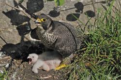 1,5 Jungtiere müsste im Durchschnitt auf ein Wanderfalkenpaar kommen. 2020 lag der Wert nur bei 0,8 Jungen pro Revier. Foto: Michael Göggelmann