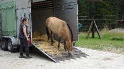 Ankunft des neuen Przewalski-Hengstes Simon in seinem neuen Refugium im Tier-Freigelände bei Ludwigsthal. Foto: Reinhold Gaisbauer/Nationalpark Bayerischer Wald