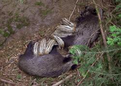 Einzigartige Aufnahmen von der Wildschweinaufzucht entstanden bei dem Film von Paul Hien und Markus Schmidbauer. Foto: Paul Hien