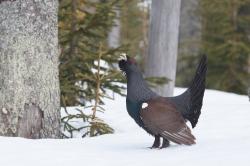 Um den harten Winter zu überstehen, benötigen die seltenen Auerhühner störungsfreie Rückzugsräume. Deswegen müssen Wanderer im Kerngebiet aufden markierten Wegen bleiben. Foto: Sascha Rösner