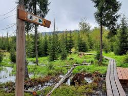 Im Reschbachtal bei Mauth ist der Biber sehr aktiv. Hier wurde der Wanderweg mit der Markierung „Eisvogel“ verlegt. (Foto: Annette Nigl /Nationalpark Bayerischer Wald)