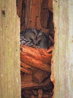 Habichtskäuze finden in der Waldwildnis des Nationalparks immer häufiger natürliche Brutgelegenheiten, wie hier in einem gespaltenen Totholzstamm. (Foto: Franz Leibl/Nationalpark Bayerischer Wald)