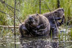 Über 100 Biber gibt es derzeit im Nationalpark Bayerischer Wald, wie das Monitoring ergeben hat. (Foto: Steffen Krieger/Nationalpark Bayerischer Wald)