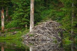 Die Biberburg ist der Wohnraum der Nager. (Foto: Ruth Goldhahn/Nationalpark Bayerischer Wald)