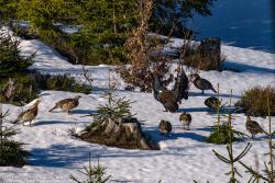 Die Auherhuhn-Population im Böhmerwald ist stabil. Zur Balzzeit kommen die sonst als Einzelgänger lebenden Raufußhühner zusammen. Foto: Andreas Rückerl