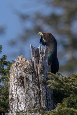 Auerhähne benötigen einen strukturreichen Lebensraum mit abgebrochenen Bäumen als Schlafplatz sowie offene Flächen für ein ausreichendes Nahrungsangebot. Foto: Andreas Rückerl