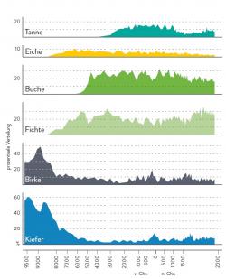 Baumartenverteilung am Rachelsee seit dem Jahr 9500 vor Christus.