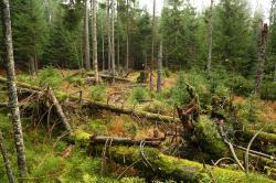 Baumsprößlinge gehöhren ebenso zu einem intakten Wald wie alte und abgestorbene Bäume. Foto: Simon Thorn