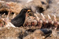 Der Tod ist nicht das Ende. Von Aas, das im Wald verbleibt, profitieren viele Arten, wie diese Amsel. Foto: Andreas Rückerl