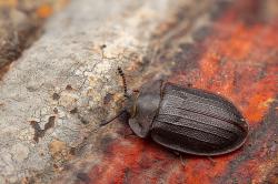 Erstmals nach über 100 Jahren wurde der Urwaldrelikt-Käfer Peltis grossa 2019 im Nationalpark Bayerischer
Wald nachgewiesen. Foto: Lukas Haselberger