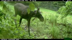 In Einzelfällen streifen Elche bis in den Nationalpark Bayerischer Wald, wie ein paar wenige Fotofallen-Nachweise, wie dieser aus dem Jahr 2015, belegen.