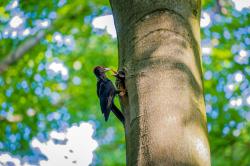 Buchen mit Höhlen von Schwarzspechten dürfen in Natura 2000-Gebieten nicht gefällt werden. (Foto: Steffen Krieger)