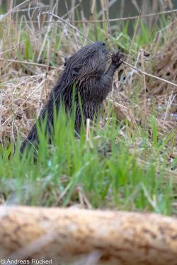 Nagender Landschaftsgestalter: Der Biber. Foto: Andreas Rückerl