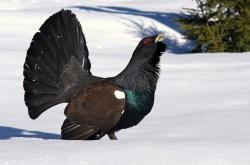 Auerhühner brauchen im Winter Ruhezonen zum Überleben. Foto: NPV