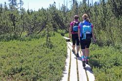 Durch Heidelbeeren und Latschen hindurch führt der Bohlenweg vom Hochschachten aus durch den Latschenfilz.