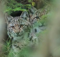 Jungluchse in einem der Tier-Freigelände des Nationalparks Bayerischer Wald. Foto: Rainer Simonis