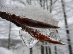 Kalte Temperaturen sind nicht nur eine Herausforderung für die Tiere und Pflanzen im Wald, sondern bieten auch frostig schöne Fotomotive. Foto: Martina Buchna