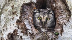 Der Raufußkauz in seiner Höhle war im vergangenen Jahr das erste Bild des Adventskalenders. 2018 gibt es eine neue Auswahl an tollen Bildern. (Foto: Rainer Simonis/Nationalpark Bayerischer Wald)