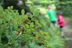 Heidelbeeren als willkommener Imbiss zwischendurch.