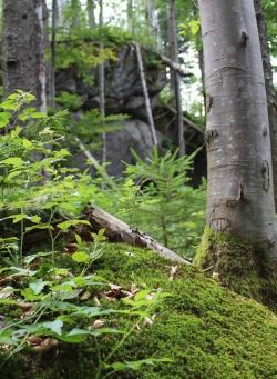 Beim Wandern die Wildnis erleben.