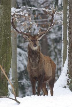 Sind auch im Winter aktiv: Rothirsch,... Foto: Rainer Simonis