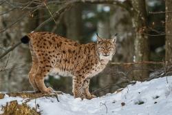 ... Luchs ... Foto: Rainer Simonis