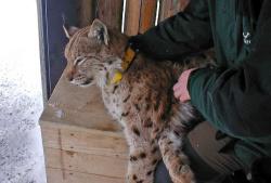 7. März 2005 - Besenderung von Luchs Milan. Foto: Heinrich Rall