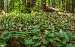 Zweiblättrige Schattenblume (Foto: Rainer Simonis / Nationalpark Bayerischer Wald)