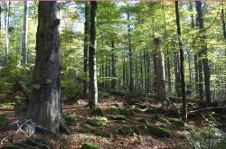 Bergmischwald (Foto: Franz Leibl / Nationalpark Bayerischer Wald)