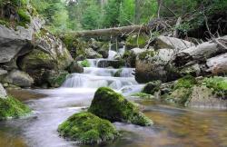 Bergbach (Foto: Rainer Simonis / Nationalpark Bayerischer Wald)