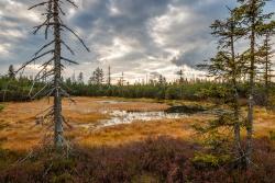 Hochmoor (Foto: Rainer Simonis / Nationalpark Bayerischer Wald)