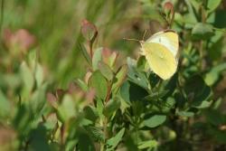 Hochmoorgelbling (Foto: Rainer Simonis / Nationalpark Bayerischer Wald)