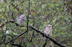 Bei einem Wiederansiedelungsprojekt im Naturpark Steinwald gab es erstmals wildlebenden Nachwuchs, der erste außerhalb des Bayerischen Waldes. (Foto: HHM-Photography/VLAB)