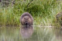 Der Biber gestaltet die Landschaft des Nationalparks aktiv mit. (Foto: Steffen Krieger/Nationalpark Bayerischer Wald)