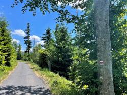 Am 2. Juni geht es bei einer grenzüberschreitenden Wanderung hinauf auf den Polomsattel. (Foto: Sandra Schrönghammer/Nationalpark Bayerischer Wald)