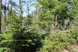 Waldentwicklung am Hochbergsattel. (Foto: Nationalpark Bayerischer Wald)