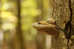 Die wilden Wälder des Nationalparks Bayerischer Wald laden auch zum Nachdenken ein. (Foto: Gregor Wolf/Nationalpark Bayerischer Wald)