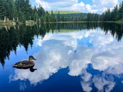 Über die malerische Reschbachklause führt die Wanderung zur Moldauquelle und zum Siebensteinkopf. (Foto: Sandra Schrönghammer/Nationalpark Bayerischer Wald)